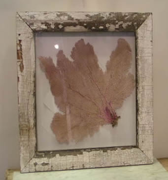 Sea Fan